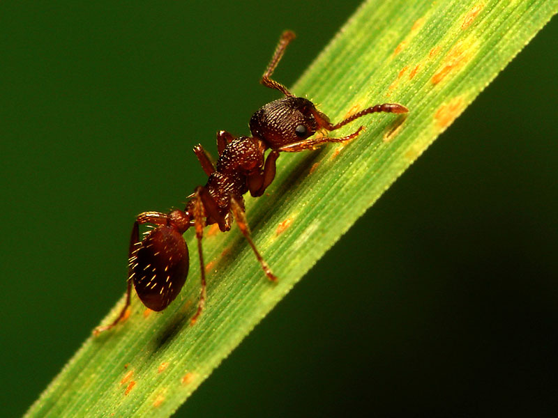 hormiga