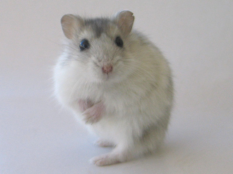 ratas