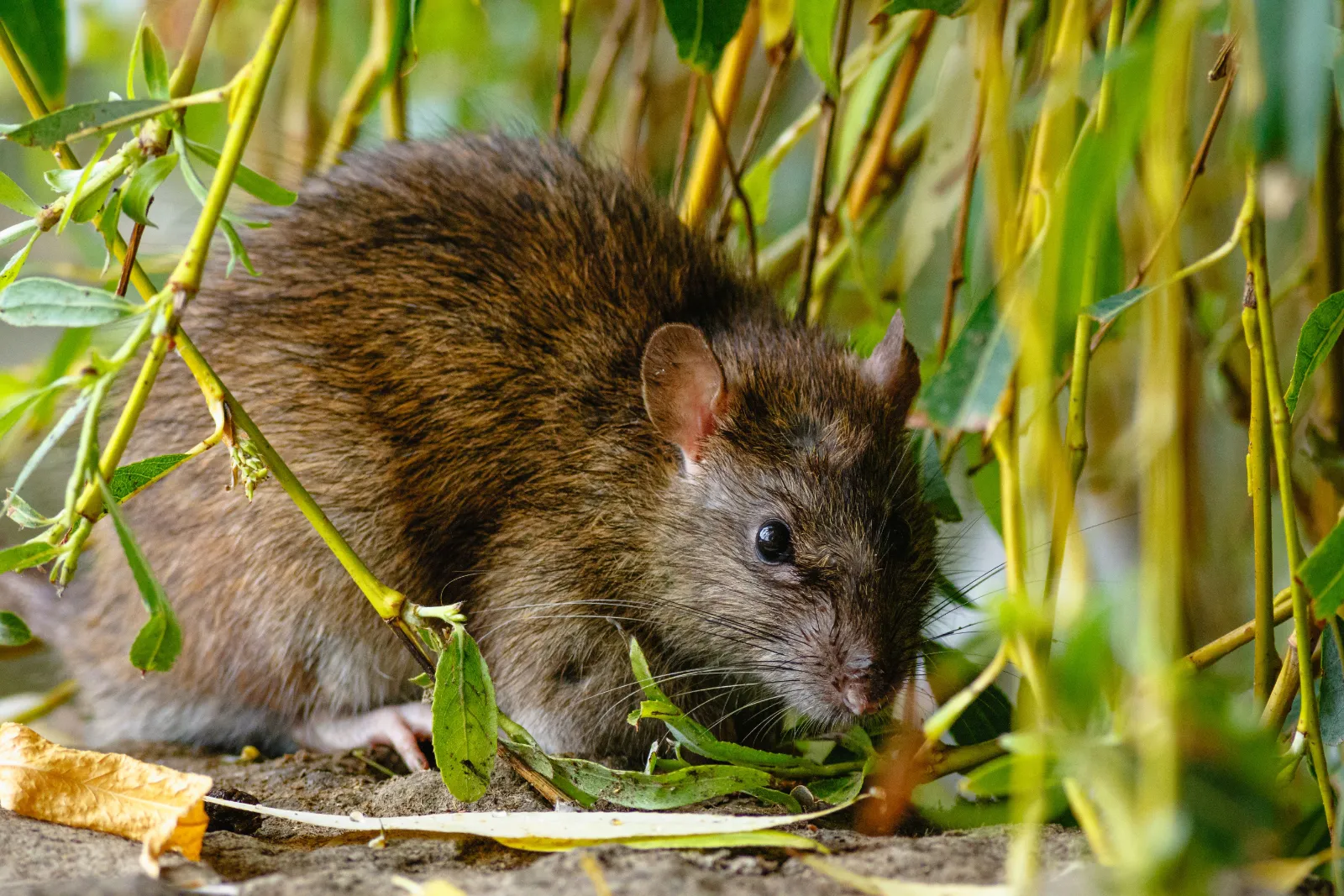 Rata parda comiendo en un jardín